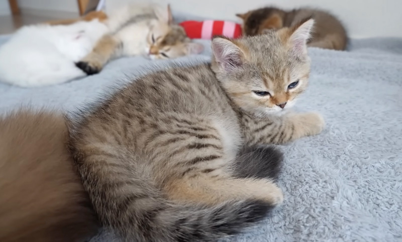 眠る子猫