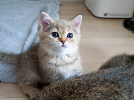 遊んでもらえると思った子猫