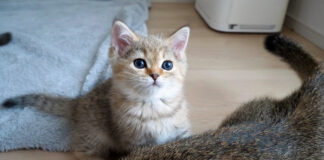 遊んでもらえると思った子猫