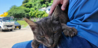 膝の上で撫でられる猫
