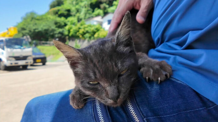 膝の上で撫でられる猫