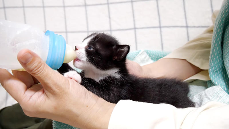 ミルクを飲む子猫