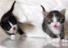 部屋から出たい子猫達