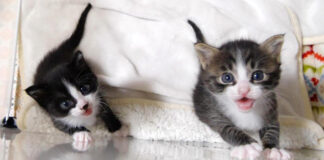 部屋から出たい子猫達