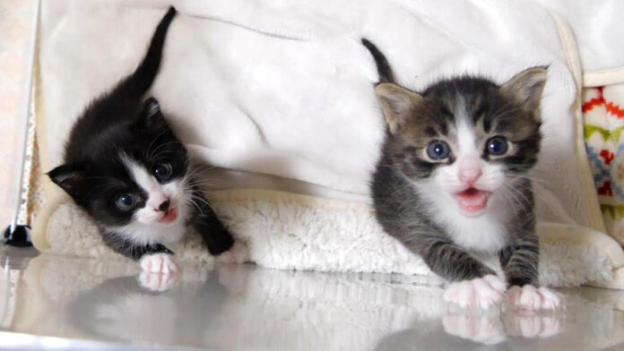 部屋から出たい子猫達