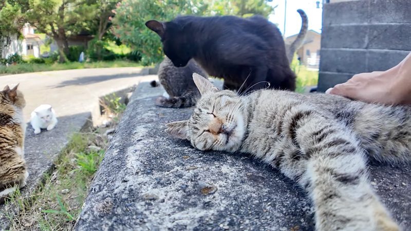 撫でられる猫