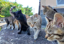 次々と集まってきた猫達