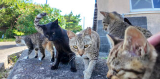 次々と集まってきた猫達
