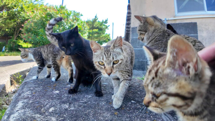 次々と集まってきた猫達