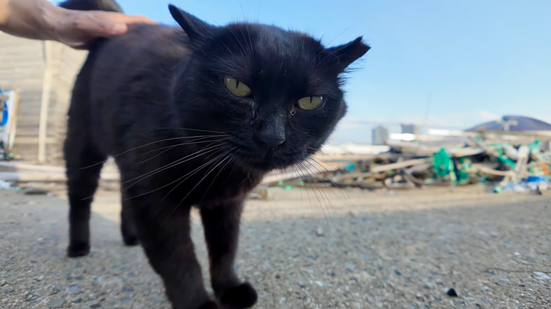 撫でられる猫