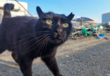人懐っこい猫
