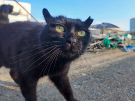 人懐っこい猫