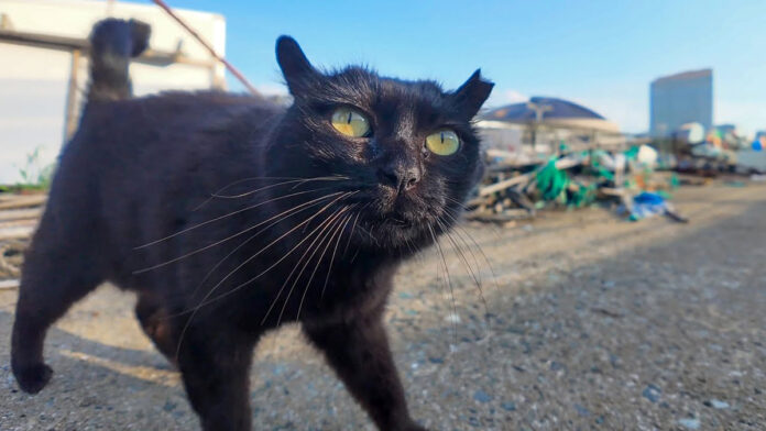 人懐っこい猫