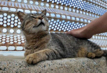 防波堤で撫でられる猫