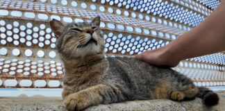 防波堤で撫でられる猫