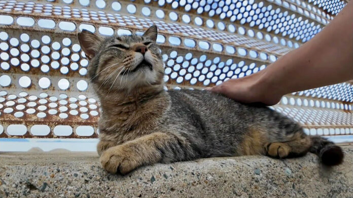 防波堤で撫でられる猫