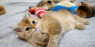 ちょっかいを出す子猫