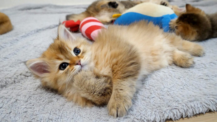 ちょっかいを出す子猫