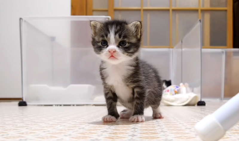 近づいてくる子猫