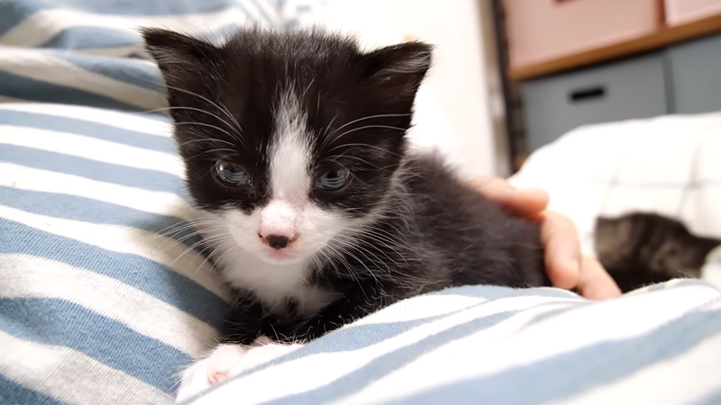 膝の上でウトウトする子猫