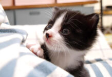 膝の上で甘える子猫