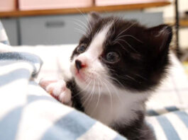 膝の上で甘える子猫