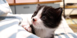 膝の上で甘える子猫