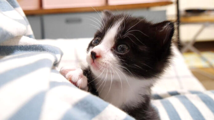 膝の上で甘える子猫