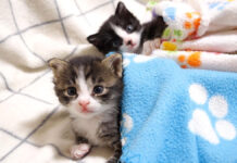 ソファーの上でまったりする子猫達