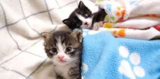 ソファーの上でまったりする子猫達