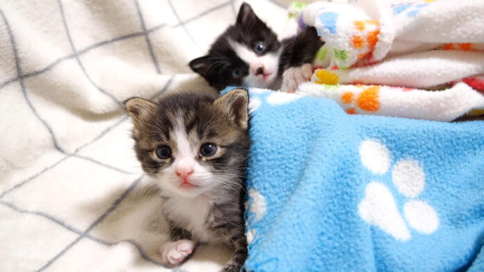 ソファーの上でまったりする子猫達