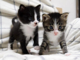 抱っこ先を探す子猫達