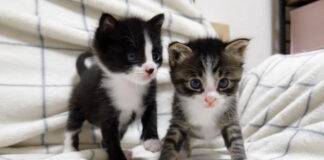 抱っこ先を探す子猫達