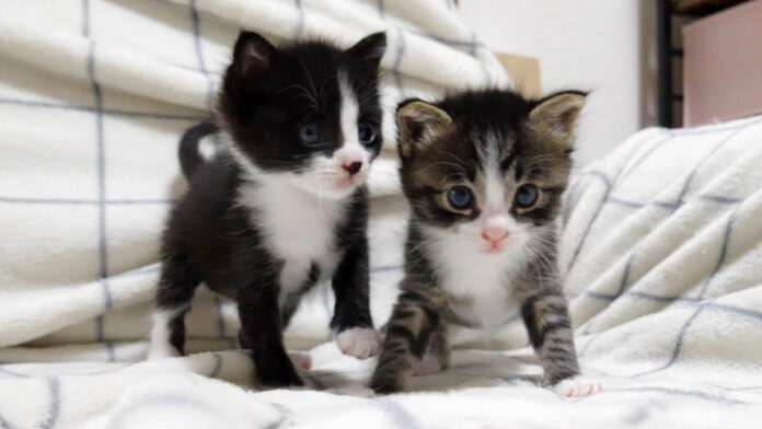 抱っこ先を探す子猫達
