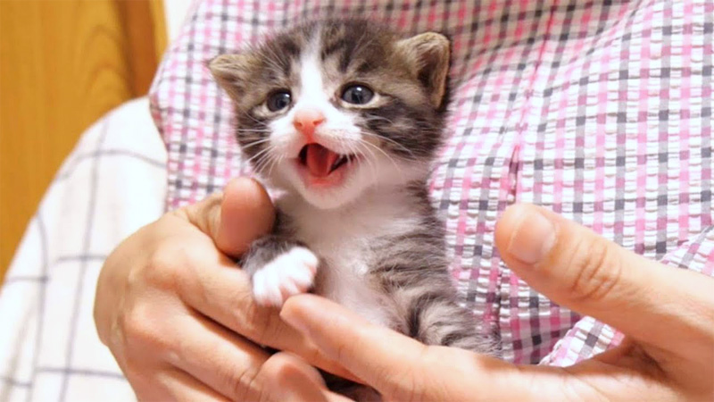 抱っこされて嬉しい子猫