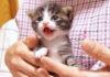 抱っこされて嬉しい子猫