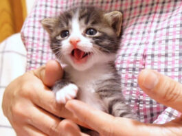 抱っこされて嬉しい子猫
