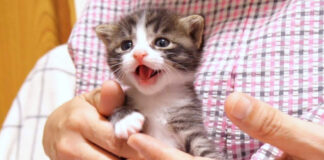 抱っこされて嬉しい子猫