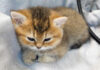 起こされて不機嫌そうな子猫