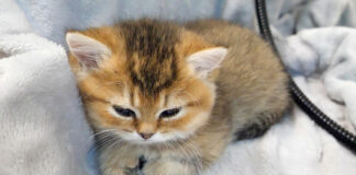 起こされて不機嫌そうな子猫