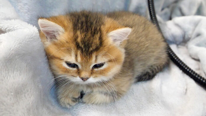 起こされて不機嫌そうな子猫