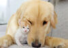仲良くなった犬と子猫