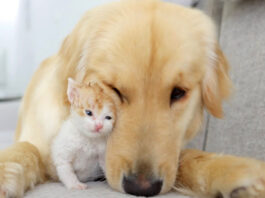 仲良くなった犬と子猫