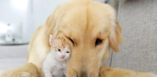 仲良くなった犬と子猫