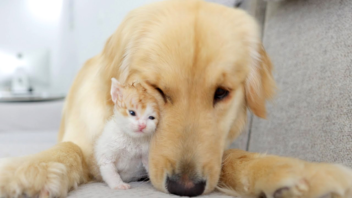 ゴールデンレトリバーに恋しちゃった子猫が可愛すぎる行動に出た