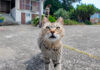 モフられにやって来た猫