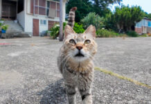 モフられにやって来た猫