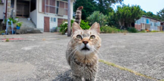 モフられにやって来た猫