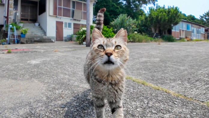 モフられにやって来た猫