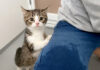 初めてのシャンプーにドキドキの子猫